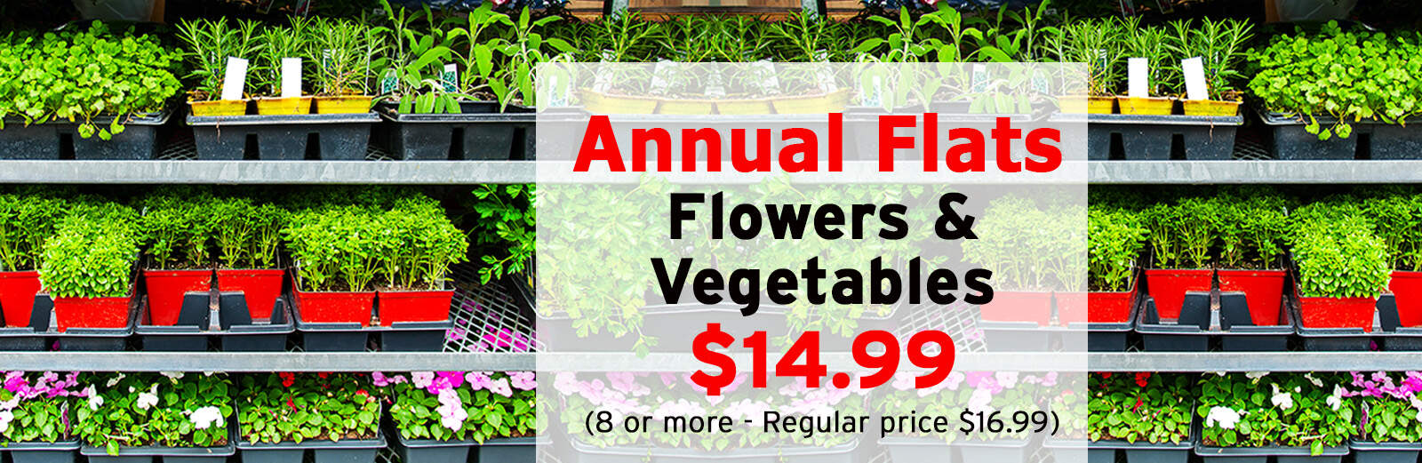 Annuals