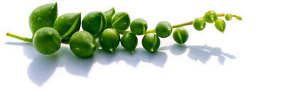 String of Pearls