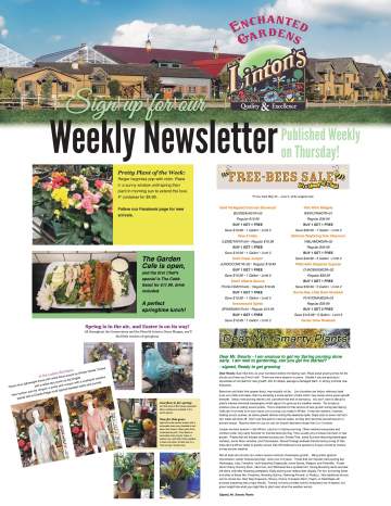 Linton's Enchanted Gardens : Lintons%20Newsletter%20Flyer